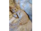 Adopt Steve a Orange or Red (Mostly) Domestic Shorthair / Mixed (short coat) cat