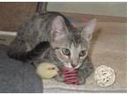 Adopt Sprite a Spotted Tabby/Leopard Spotted Domestic Shorthair (short coat) cat