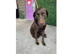 Adopt Whiskey a Brown/Chocolate Labrador Retriever / Mixed dog in El Paso