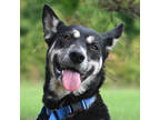 Adopt Luna a Black Husky / Shepherd (Unknown Type) / Mixed dog in Hilliard