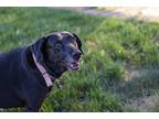 Adopt Layla a Black Labrador Retriever / Mixed dog in Louisville, KY (39059857)