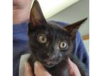 Adopt Luke a All Black Domestic Shorthair / Mixed cat in San Pablo