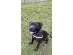 Adopt Simon a Black American Pit Bull Terrier / Mixed dog in Batavia