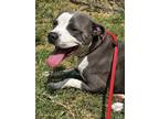 Adopt 54039213 a Gray/Blue/Silver/Salt & Pepper American Pit Bull Terrier /