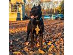 Adopt Zelda a Black Cane Corso / Mixed dog in Philadelphia, PA (39067092)