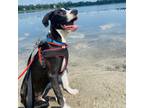 Adopt Piper a Black Labrador Retriever / Mixed Breed (Medium) / Mixed dog in