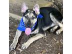 Adopt Octobass a Black German Shepherd Dog / Mixed dog in Austin, TX (38951038)