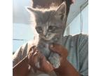 Adopt Ireland 21 a Tortoiseshell Domestic Mediumhair / Mixed cat in Austin