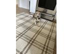 Adopt Boomer a Brindle - with White Beagle / Mixed dog in Ridgewood