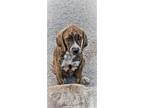 Adopt James 4 Months Old Catahoula in Foster Home a Catahoula Leopard Dog /