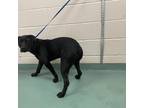 Adopt Boa a Black Mixed Breed (Medium) / Mixed dog in Memphis, TN (39067023)