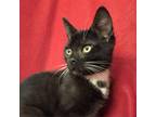 Adopt Peanut Fersch a All Black Domestic Shorthair / Mixed cat in Merrifield