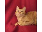Adopt Bobby WV a Orange or Red Domestic Shorthair / Mixed cat in Merrifield