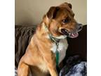 Adopt Hemi a Brown/Chocolate - with White Shepherd (Unknown Type) / Boxer /