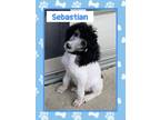 Adopt Sebastian a White - with Black Poodle (Standard) / Mixed dog in Fort