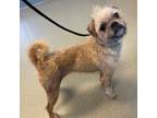 Adopt Pola a Brussels Griffon / Mixed Breed (Medium) / Mixed dog in Oceanside