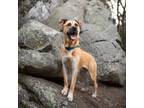 Adopt Chance a Labrador Retriever / Mixed Breed (Medium) / Mixed dog in