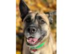 Adopt Tuck a German Shepherd Dog / Mixed Breed (Medium) / Mixed dog in Warren