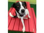 Adopt Pixel a Beagle / Border Collie / Mixed dog in Warren, MI (39059001)