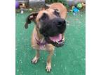 Adopt Pearl a Great Dane / Mixed dog in Warren, MI (39058999)