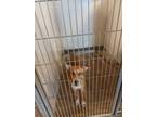 Adopt Jeffery a Mixed Breed (Medium) / Mixed dog in Brownwood, TX (39066894)