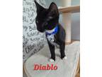 Adopt Diablo Nugget Elmyra Baby 4 a Domestic Shorthair / Mixed (short coat) cat
