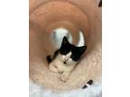 Adopt Soup a Domestic Shorthair / Mixed (short coat) cat in Greensboro