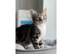 Adopt Pepe Le Pew a Domestic Shorthair / Mixed (short coat) cat in Hartford