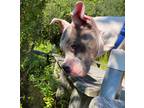 Adopt Kismet a American Pit Bull Terrier / Mixed dog in Fall River
