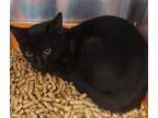 Adopt Tychicus a Domestic Shorthair / Mixed (short coat) cat in Ocala