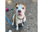 Adopt Sweet Boo a American Staffordshire Terrier / Mixed dog in Bloomington