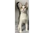 Adopt Froggy a White (Mostly) Domestic Shorthair (short coat) cat in Panama City