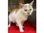Adopt Jingles a Domestic Mediumhair / Mixed (short coat) cat in Vineland