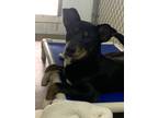 Adopt Shoester a Mixed Breed (Medium) / Mixed dog in Lagrange, IN (39058489)
