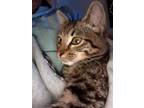 Adopt Pan Am (CL) a Domestic Shorthair / Mixed cat in San Antonio, TX (39004724)
