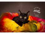 Adopt Orko a All Black Domestic Shorthair / Mixed cat in Salt Lake City