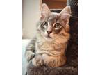 Adopt (ca) Roosevelt (Pending) a Domestic Longhair / Mixed (long coat) cat in