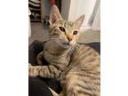 Adopt Daisy a Domestic Shorthair / Mixed (short coat) cat in Hoover