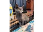 Adopt Twiddlebottom a Russian Blue / Mixed (short coat) cat in Buford