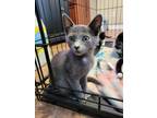 Adopt Twiddletop a Russian Blue / Mixed (short coat) cat in Buford