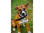 Adopt Terra Adorable Joyful Happy Socialized Pup a Hound (Unknown Type) / Mixed