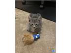 Adopt Ren a Gray or Blue Domestic Mediumhair / Mixed (medium coat) cat in Land O