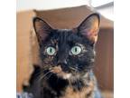 Adopt Murphey a Domestic Shorthair / Mixed cat in Des Moines, IA (38958994)