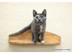 Adopt Sophia a Tortoiseshell Domestic Shorthair (short coat) cat in Fresno