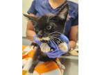 Adopt Colonel a Domestic Shorthair / Mixed cat in Birdsboro, PA (39015218)