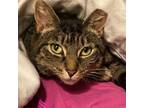 Adopt Beanie Baby a Domestic Shorthair / Mixed cat in Potomac, MD (39066337)