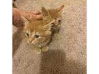 Adopt Meunster a Domestic Longhair / Mixed cat in Rocky Mount, VA (39004522)