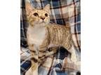 Adopt Russ a Domestic Shorthair / Mixed (short coat) cat in Newnan