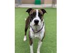 Adopt Trixie a American Pit Bull Terrier / Beagle / Mixed dog in Oceanside