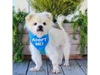 Adopt Carmelo a Pomeranian / Pekingese / Mixed dog in Pacific Grove